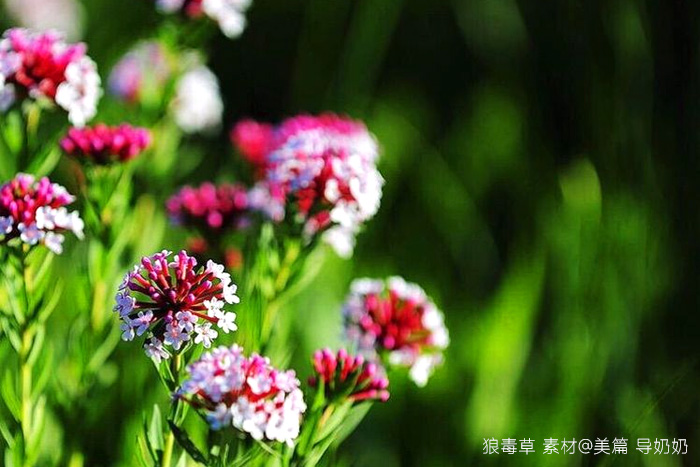 藏紙制作原料狼毒草 藏紙制作原料狼毒草