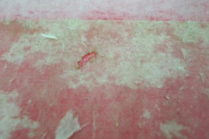 圖1-蟑螂卵鞘對(duì)紙張的危害